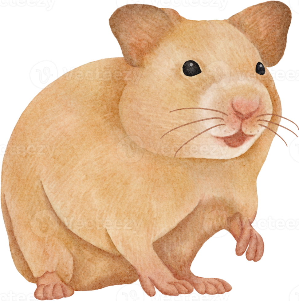 watercolor hamster clip art png