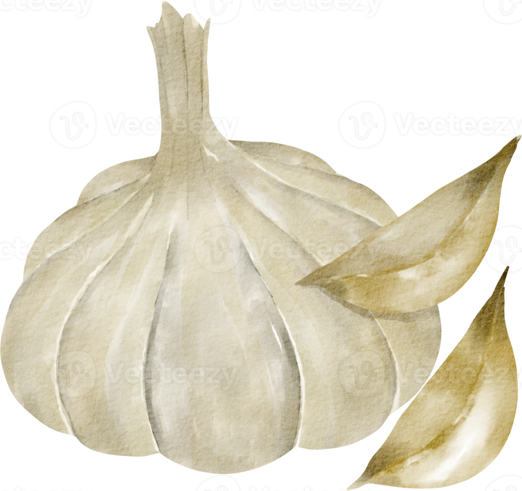 waterverf knoflook groente klem kunst png