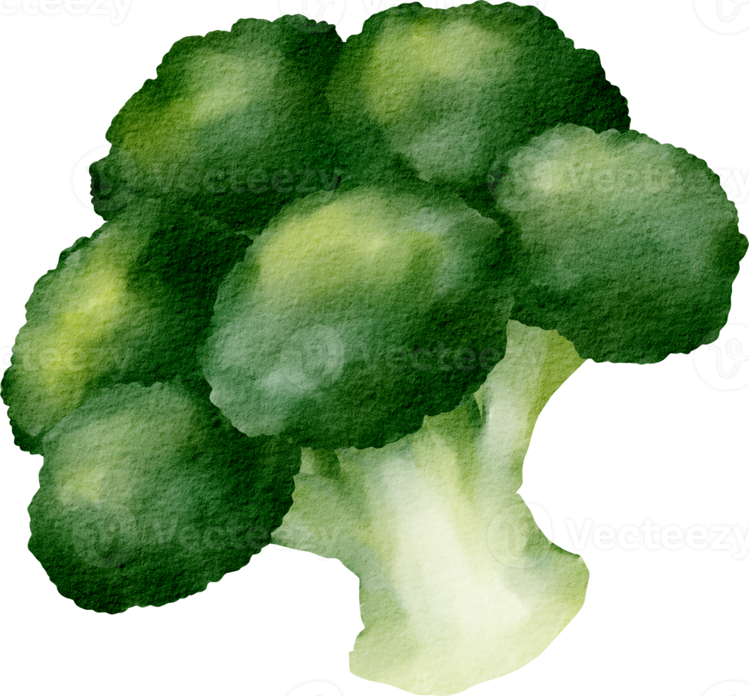 vattenfärg broccoli vegetabiliska klämma konst png