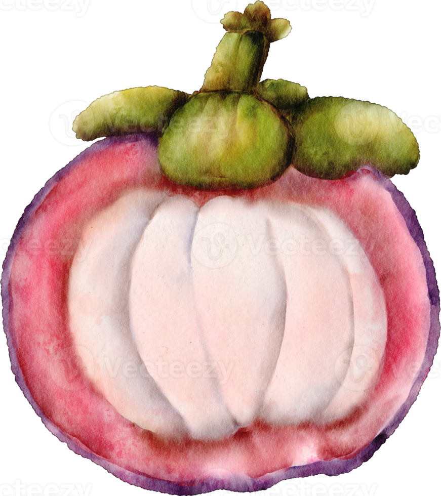aquarela fruta mangostão png