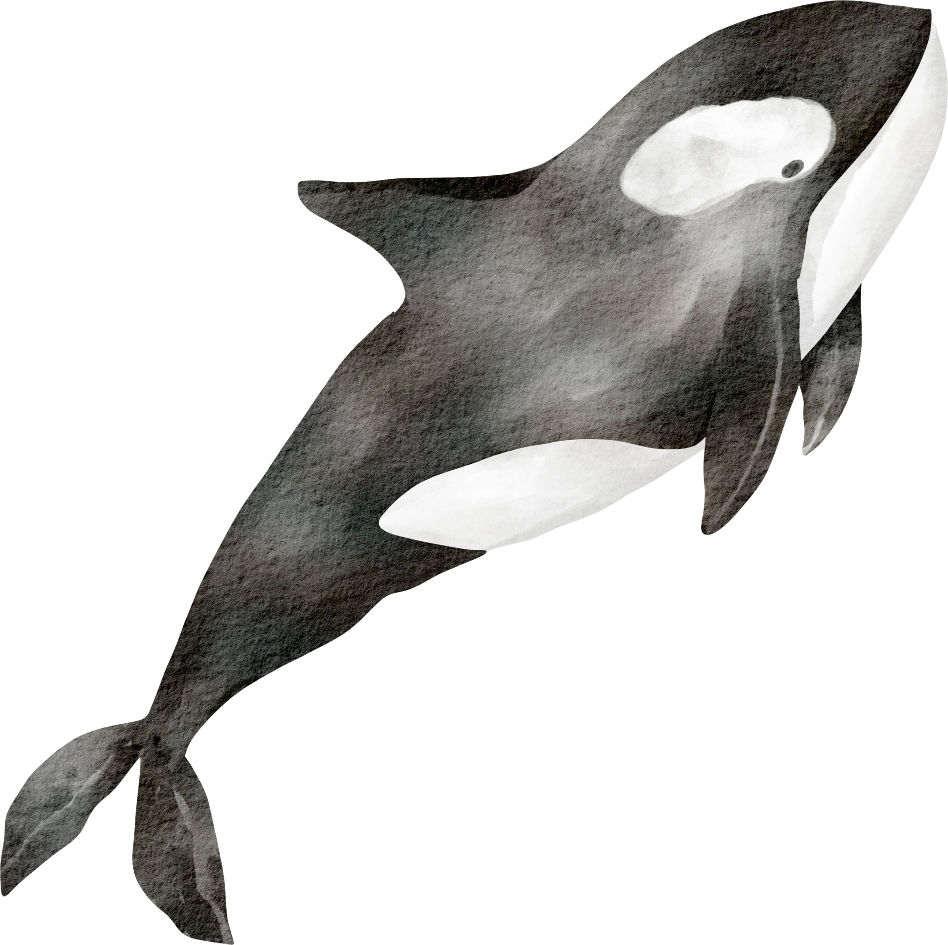 Free watercolor whale sea animal 16541943 PNG with Transparent Background