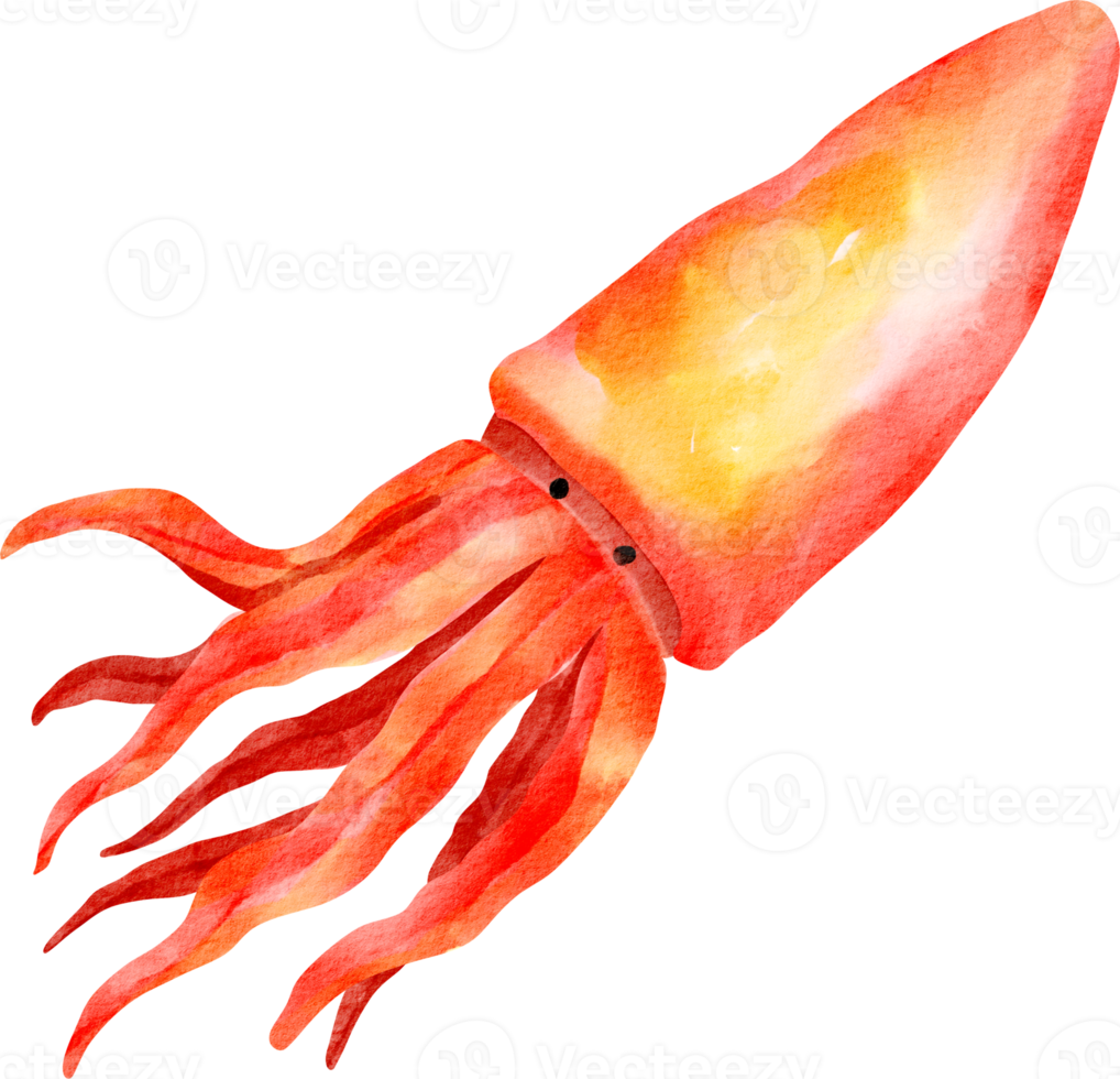 watercolor squid sea animal png