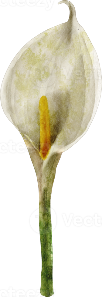 waterverf calla lelie png