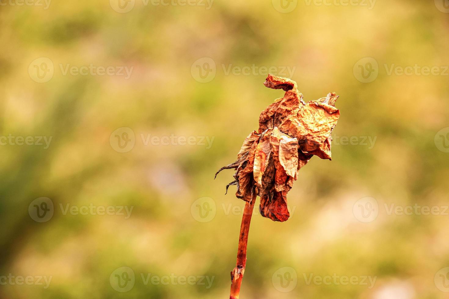 Dry old rose in the garden with a blurred background. Spring. Rose bush before spring pruning photo