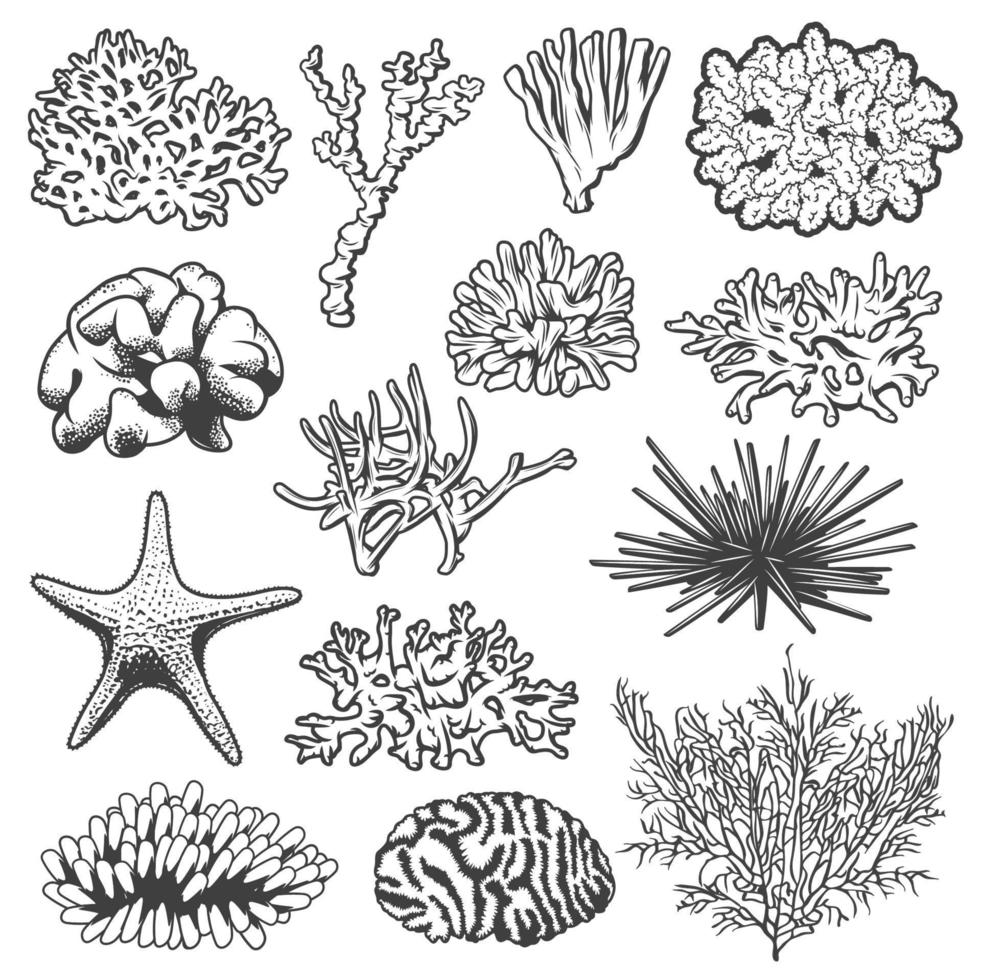 Starfish, sea urchin and underwater corals vector