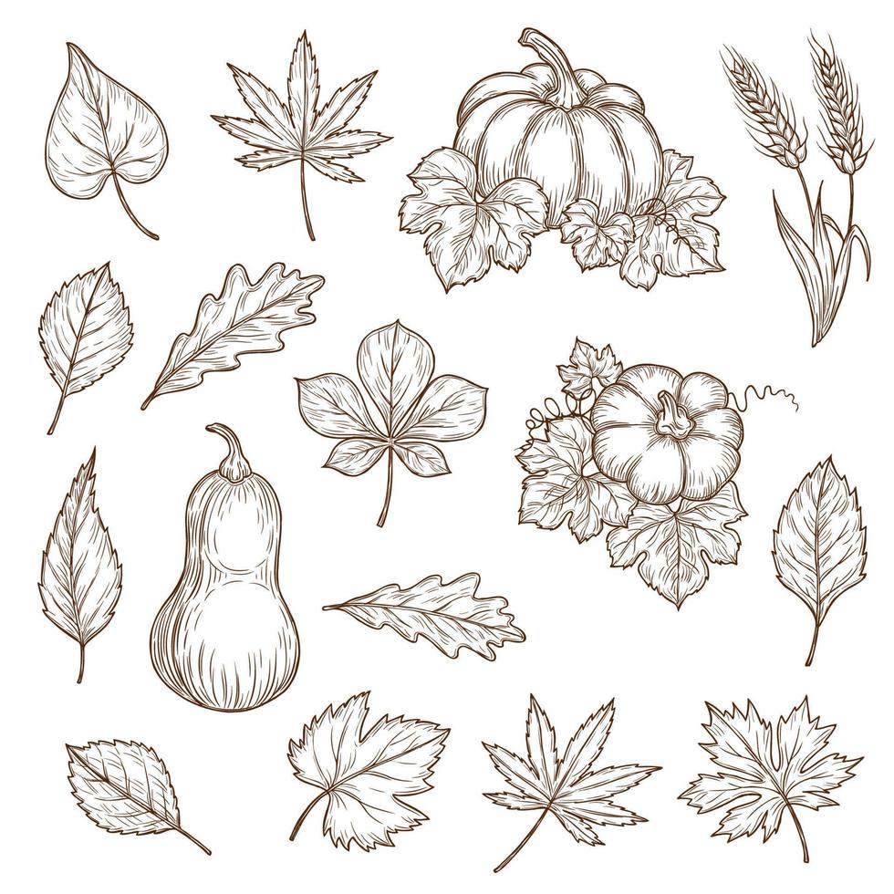 hojas de otoño y calabazas iconos de dibujo vectorial vector
