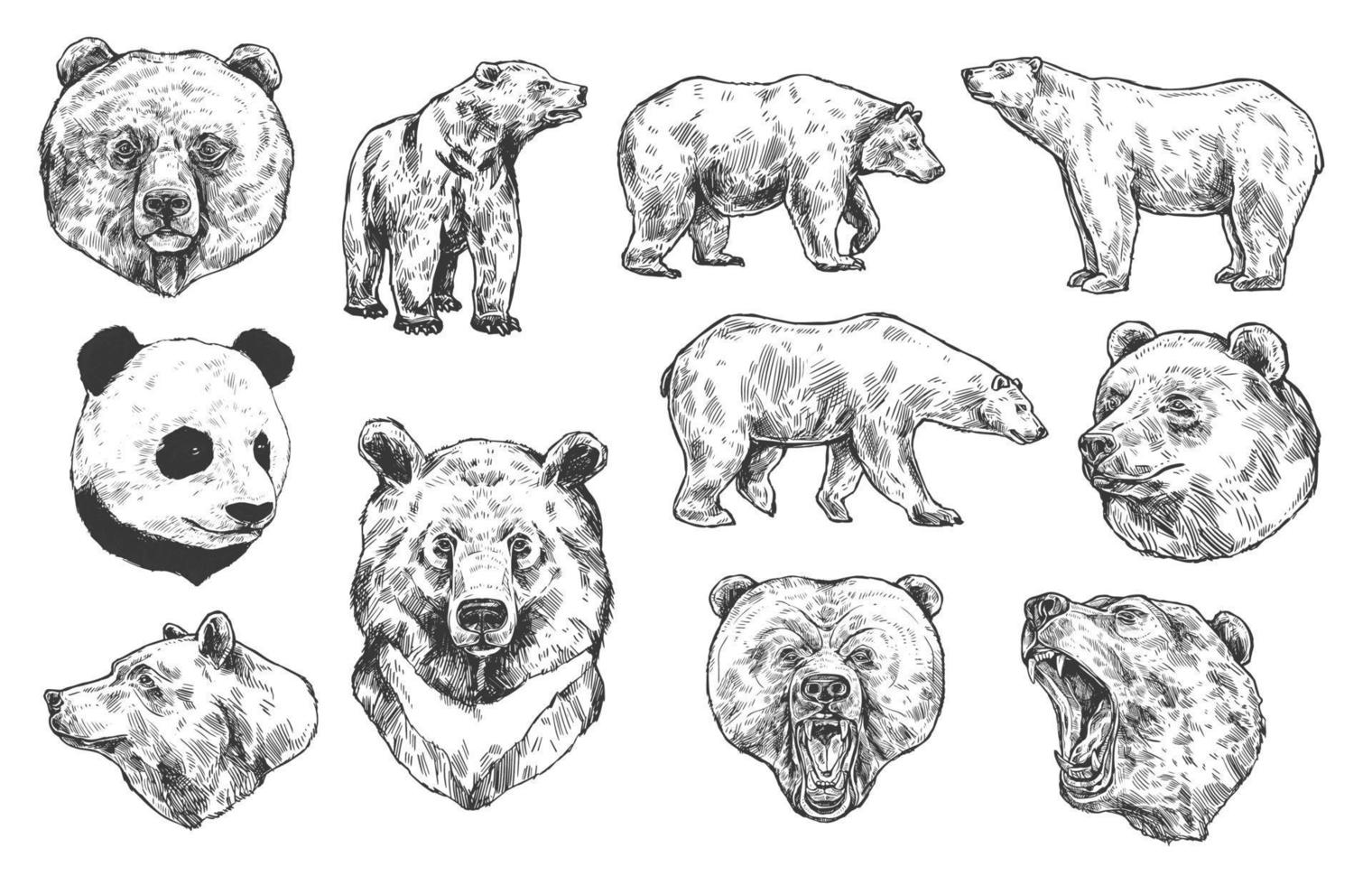 bocetos vectoriales de oso grizzly y panda vector