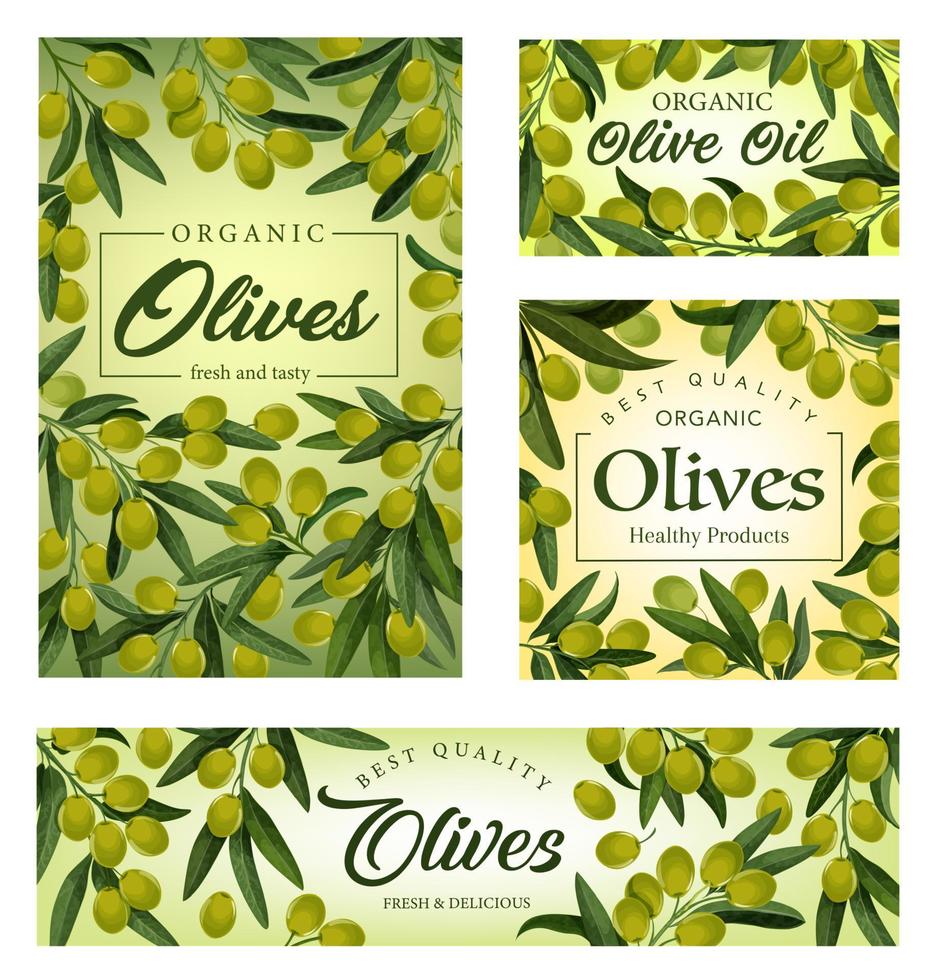 Olive tree branches frame with green fruits, oil vector