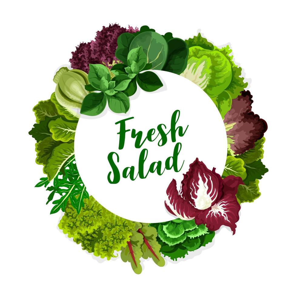 Lettuce salad leaves, spinach, arugula, cabbage vector