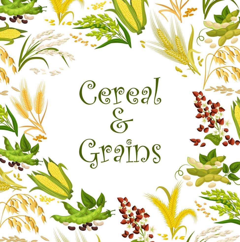 Cereals and beans, seed of rice, corn grain, wheat vector