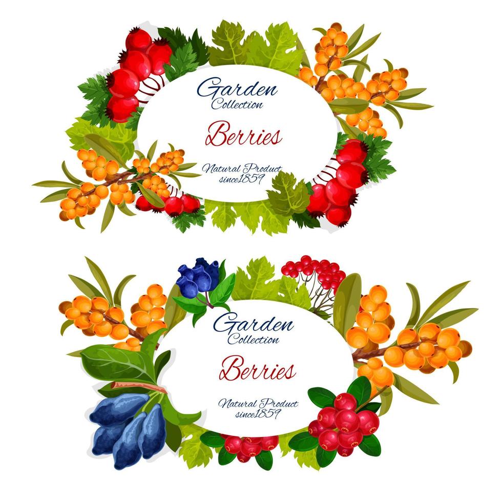 Buckthorn, cowberry and juniper berry vector