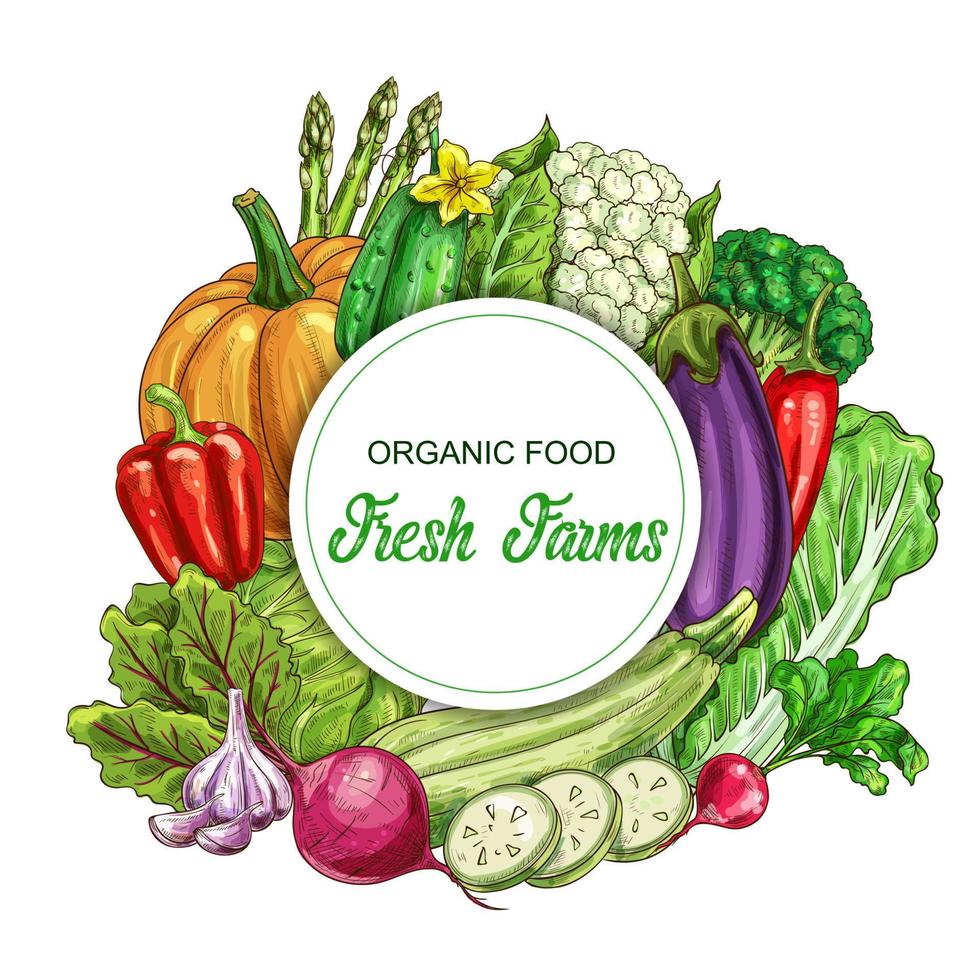 Farm and garden vegetable food banner vector