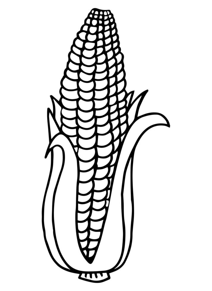 Coloring book corn isolated on white background. Vegetable in line style vector