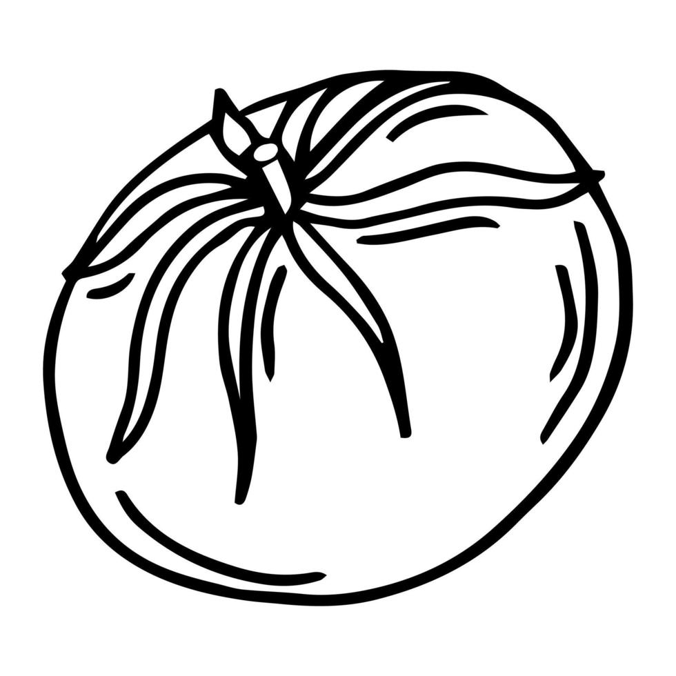 Ilustración de vector de tomate, icono de línea vegetal simple dibujado a mano