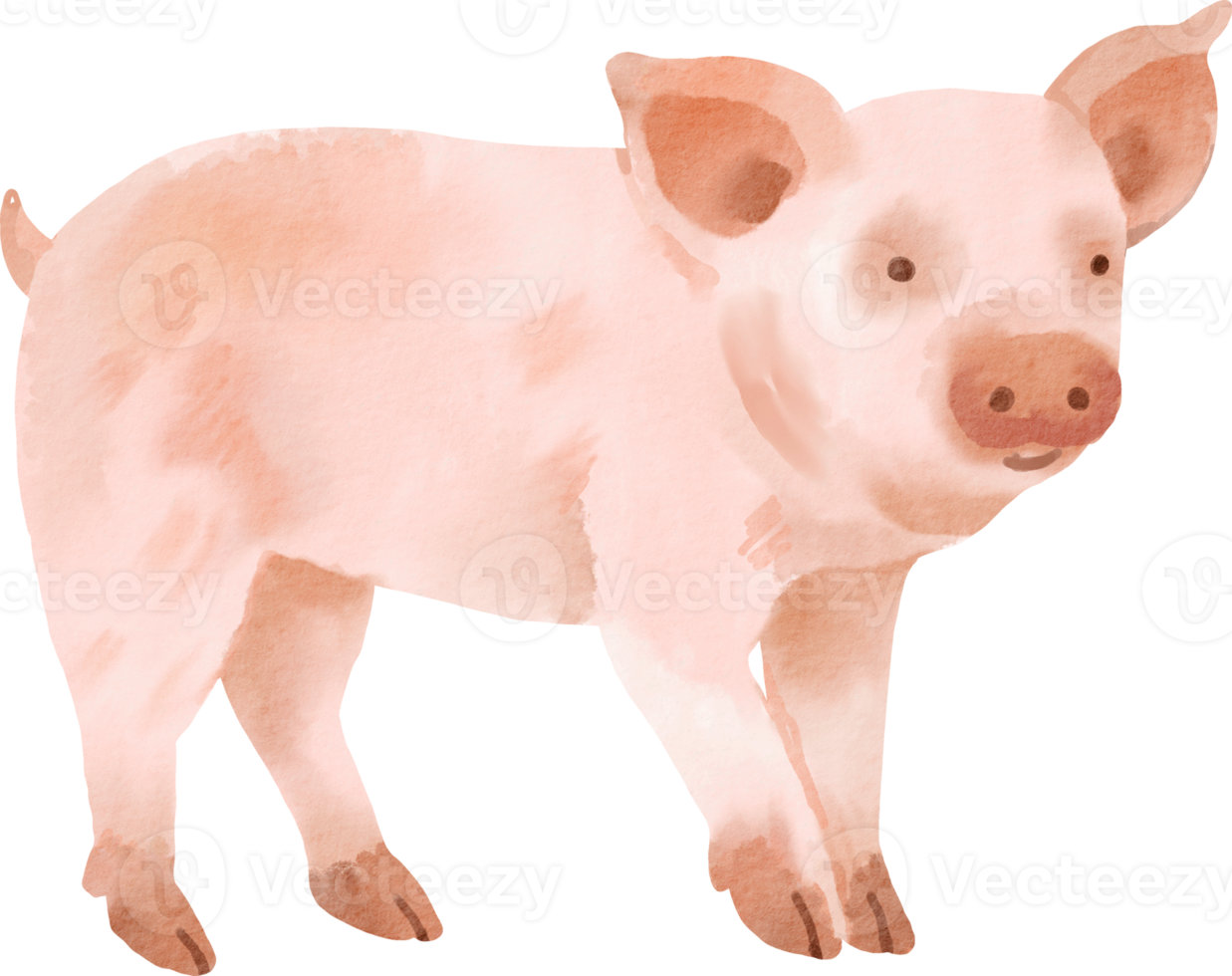 clipart de porco em aquarela png