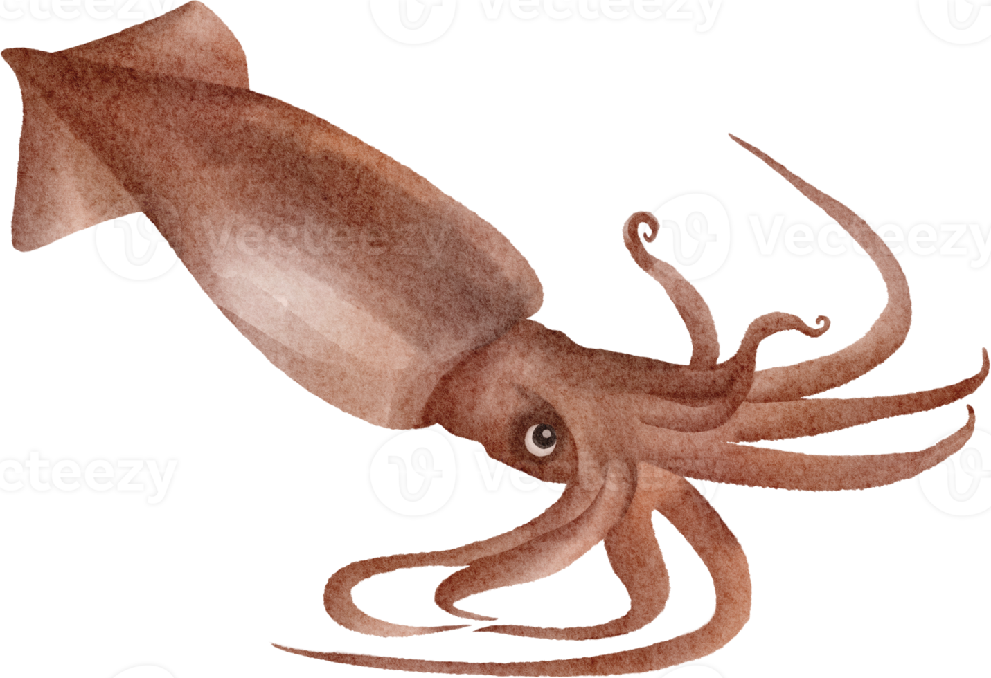 imágenes prediseñadas de calamar acuarela png