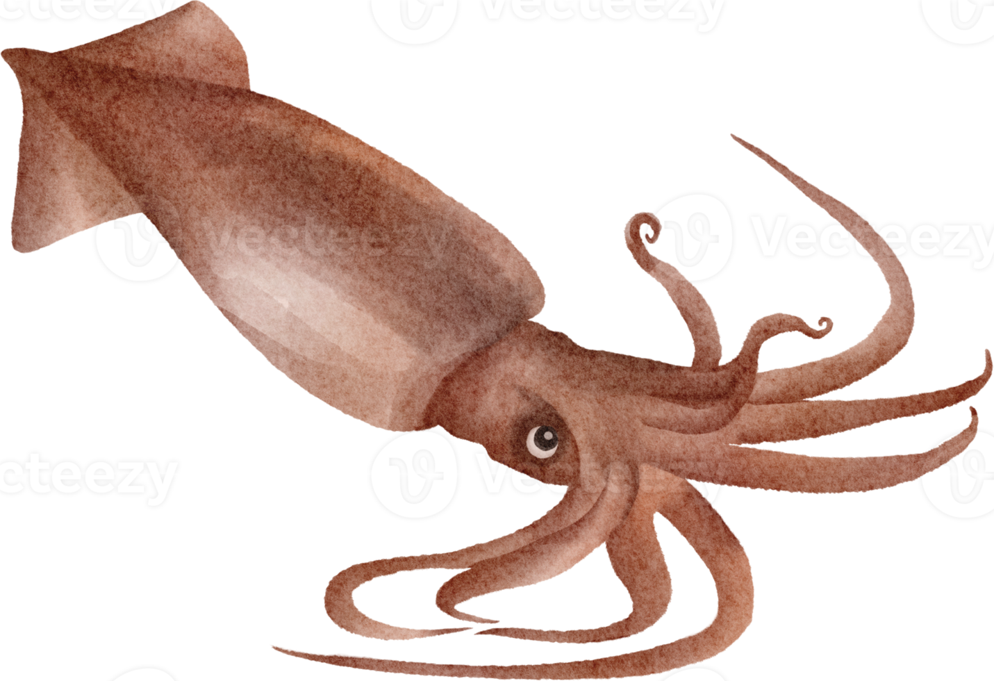 watercolor squid clip art png