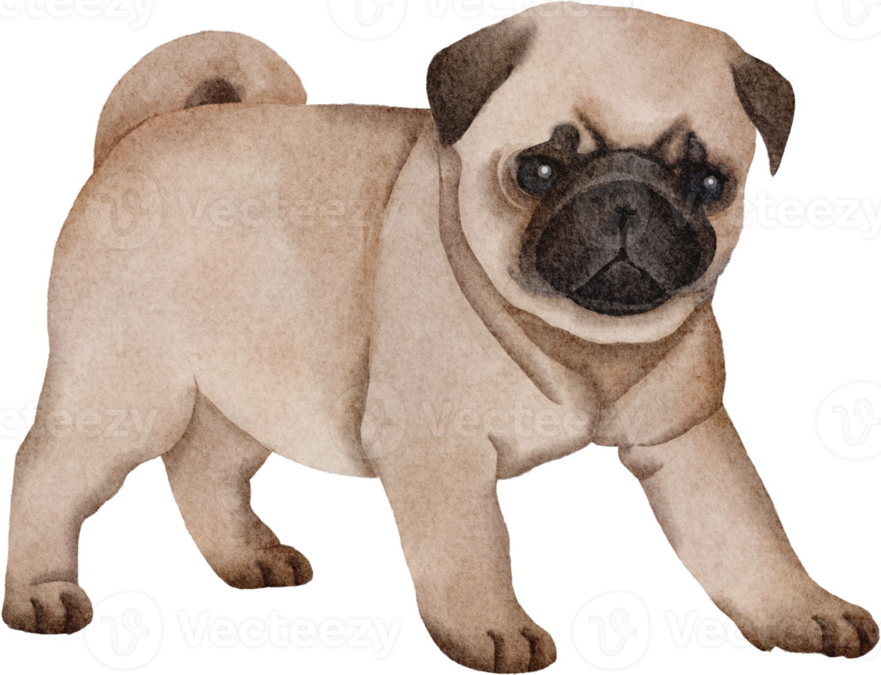 watercolor dog pug png