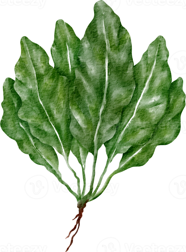 watercolor spinach vegetable png