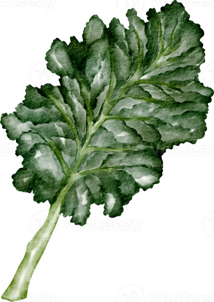 watercolor kale vegetable png