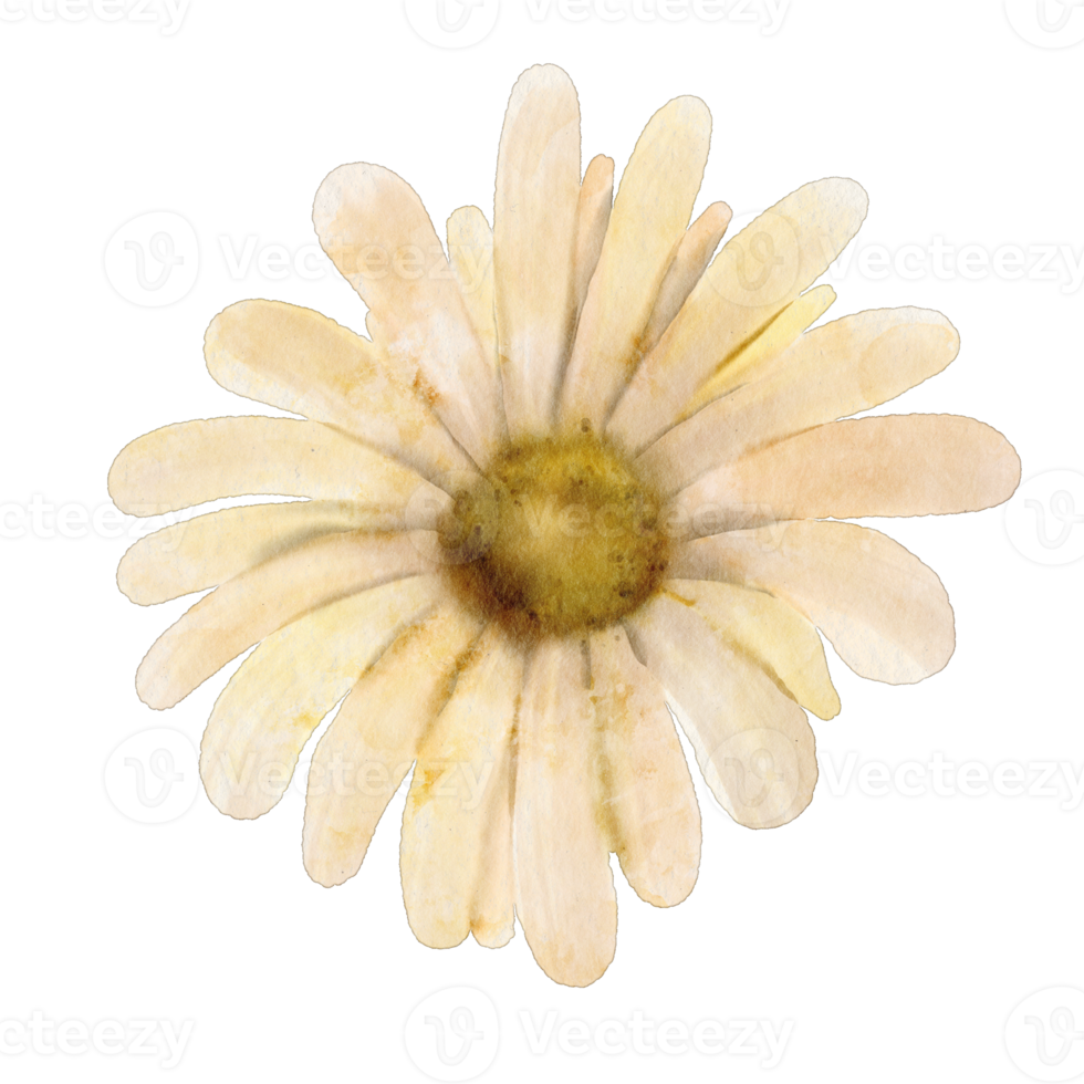 watercolor aster flower png