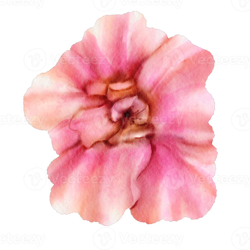 watercolor pink flower png