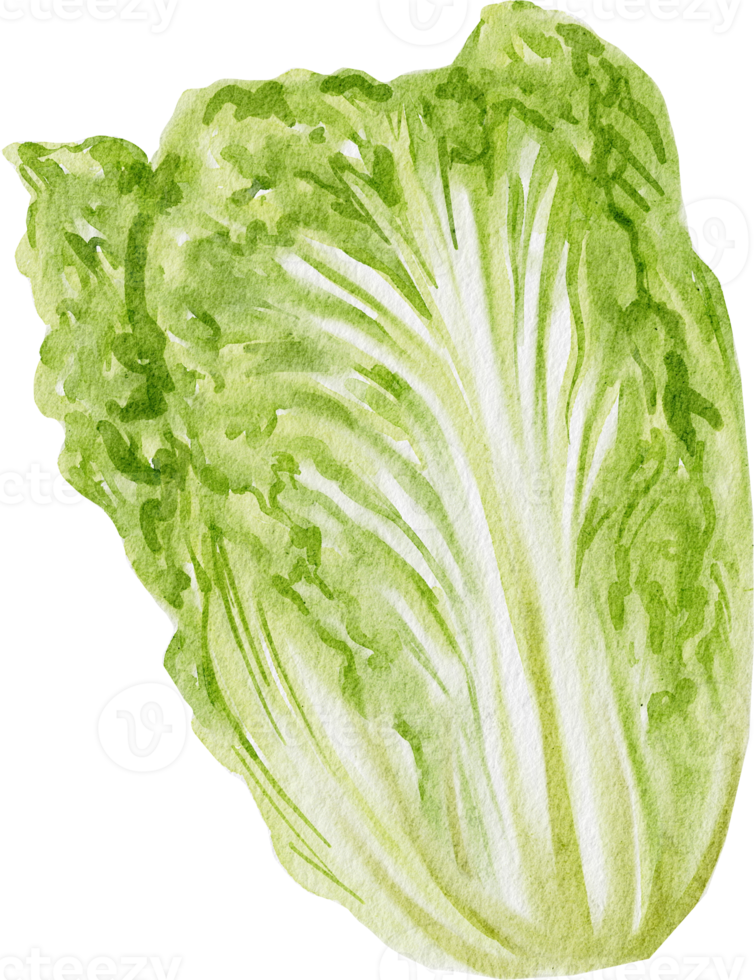 lettuce watercolor vegetable png