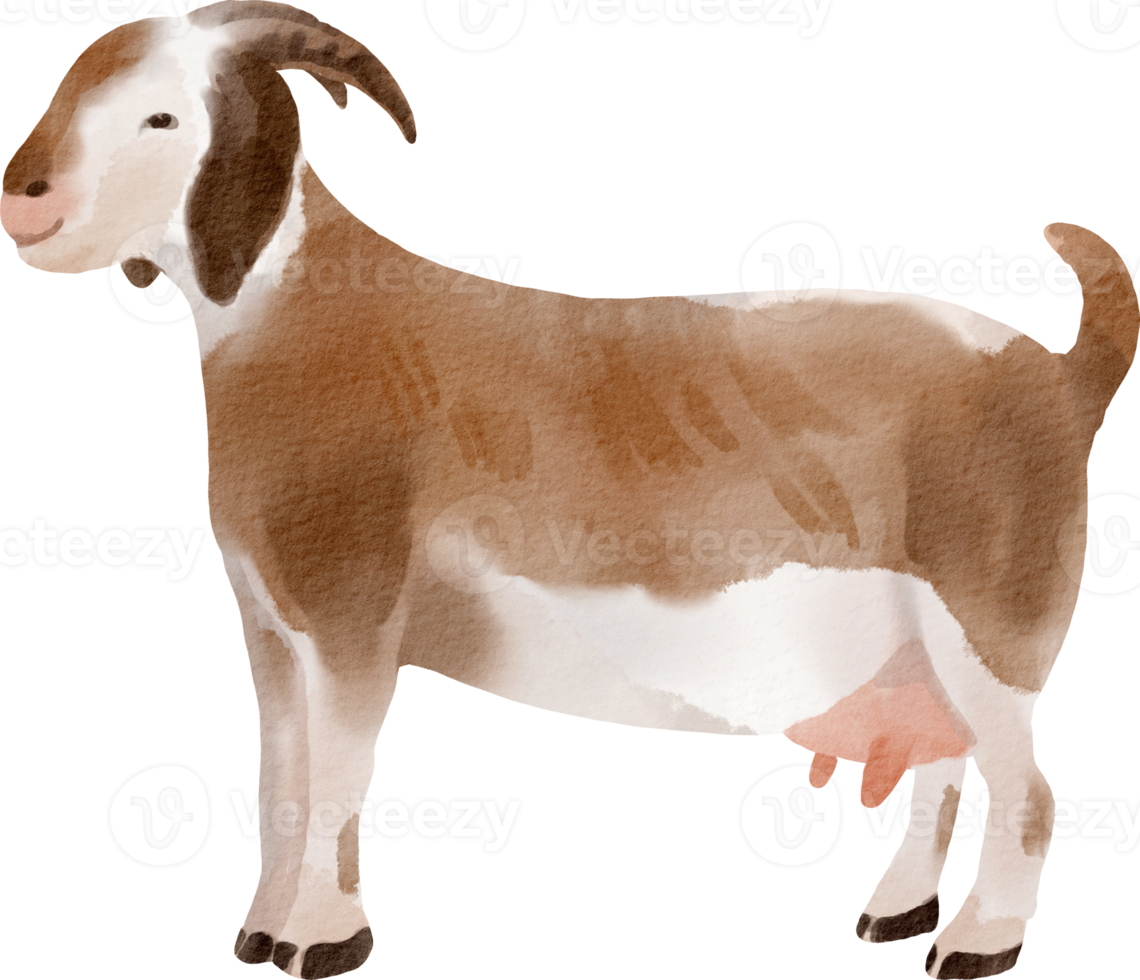 watercolor goat clip art png