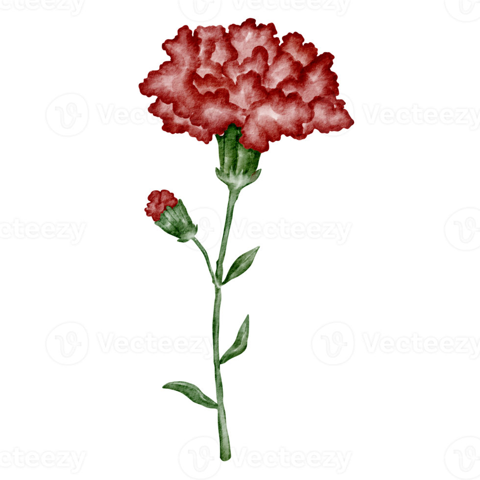 watercolor carnation flower clip art red png