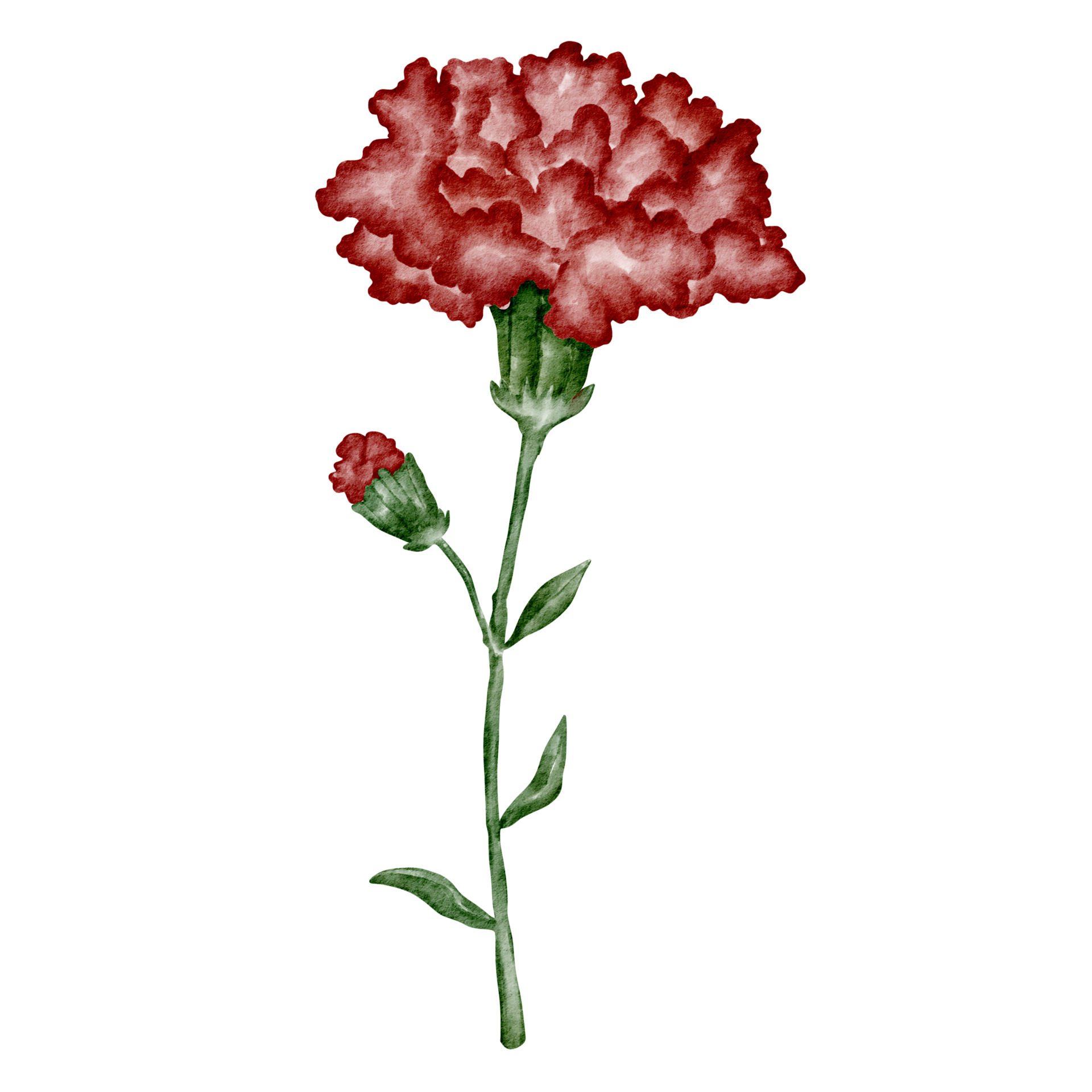 Free acuarela clavel flor clip art rojo 16547977 PNG with Transparent