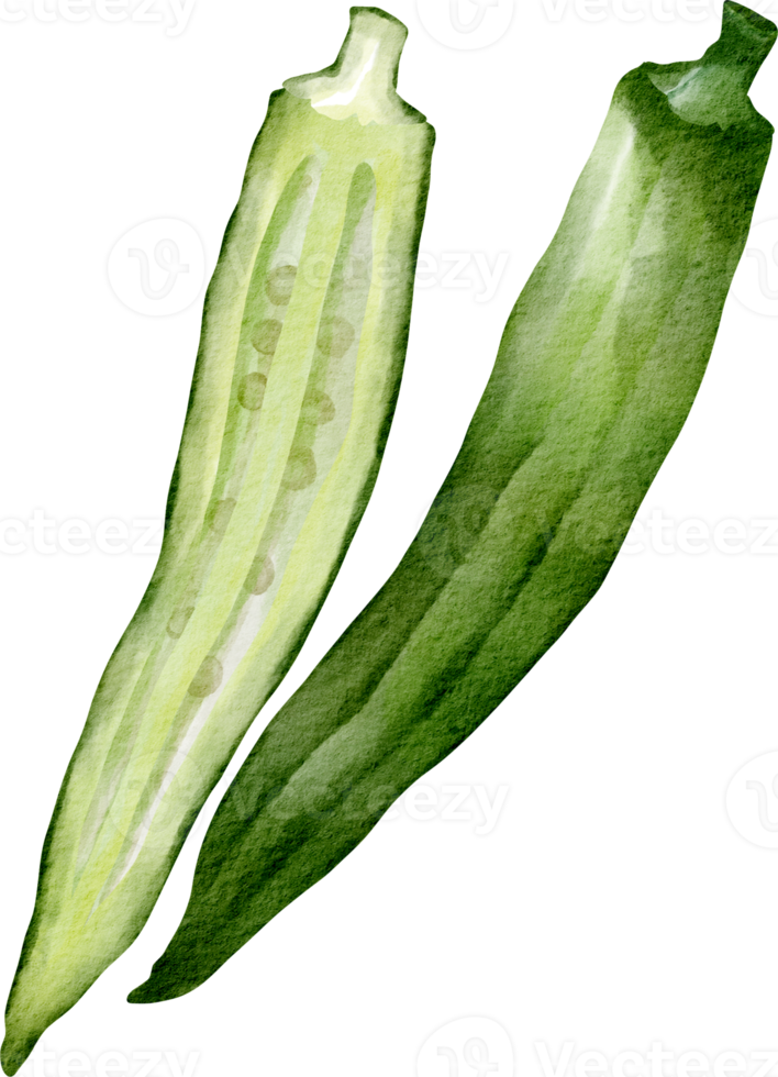 watercolor okra vegetable png