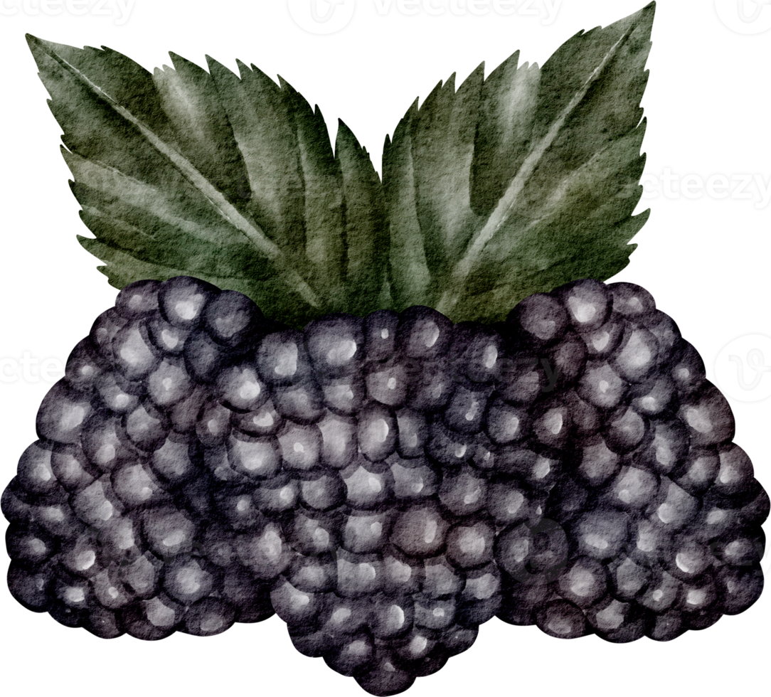 acquerello mora frutta png