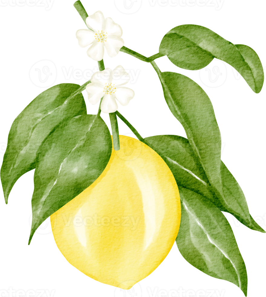 vattenfärg citron- träd png