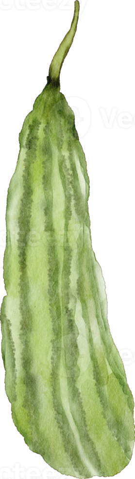 bitter groud vegetable png