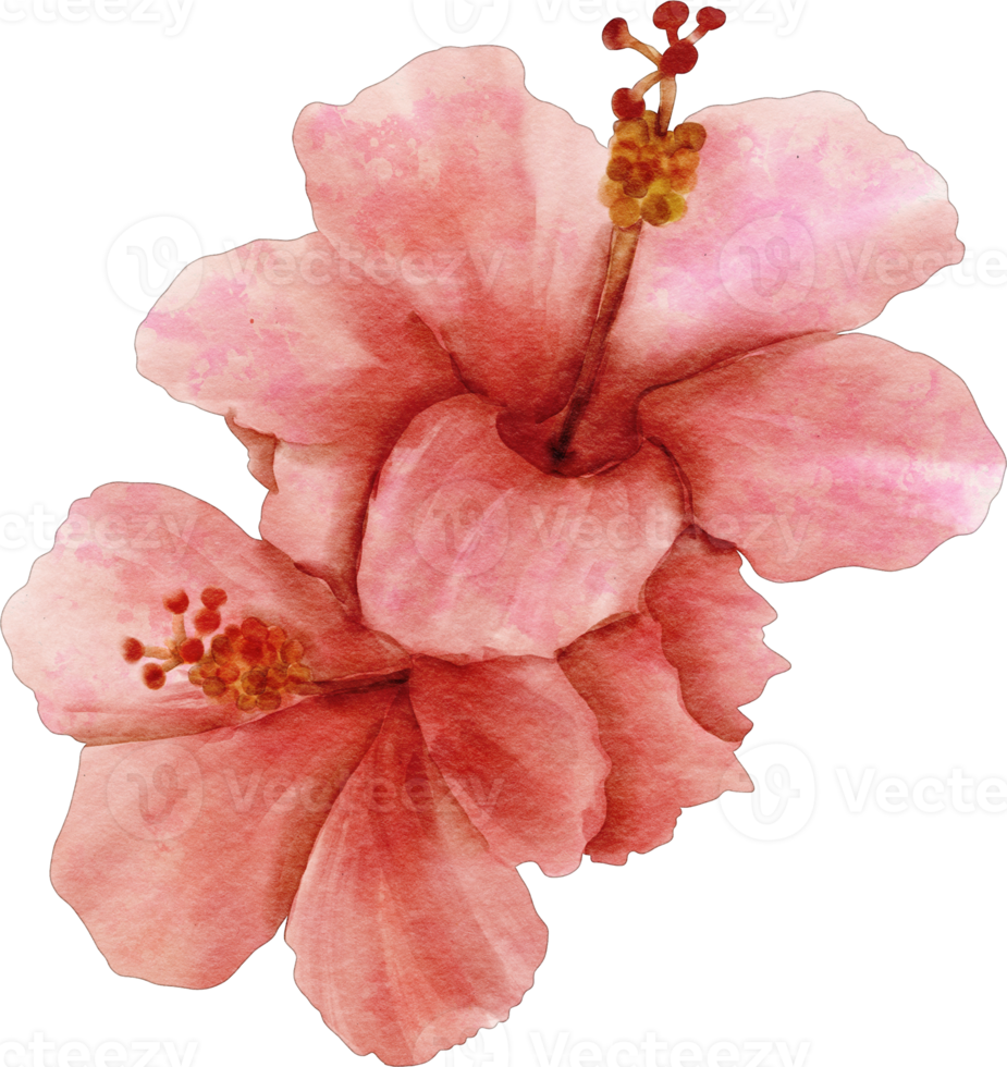 watercolor flower hibicus png