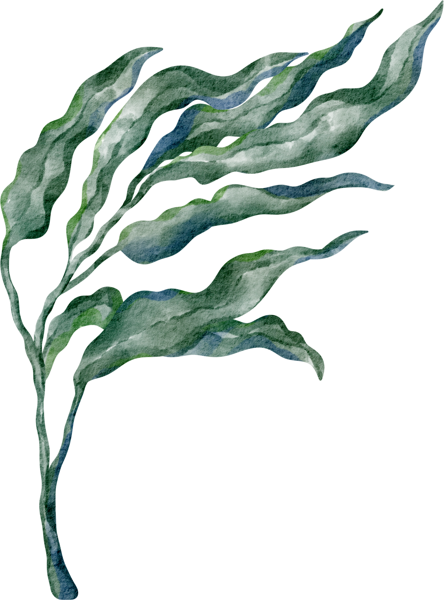 Desenhos Animados Algas Waterweed Pintados à Mão Em Aquarela PNG Imagens  Gratuitas Para Download - Lovepik