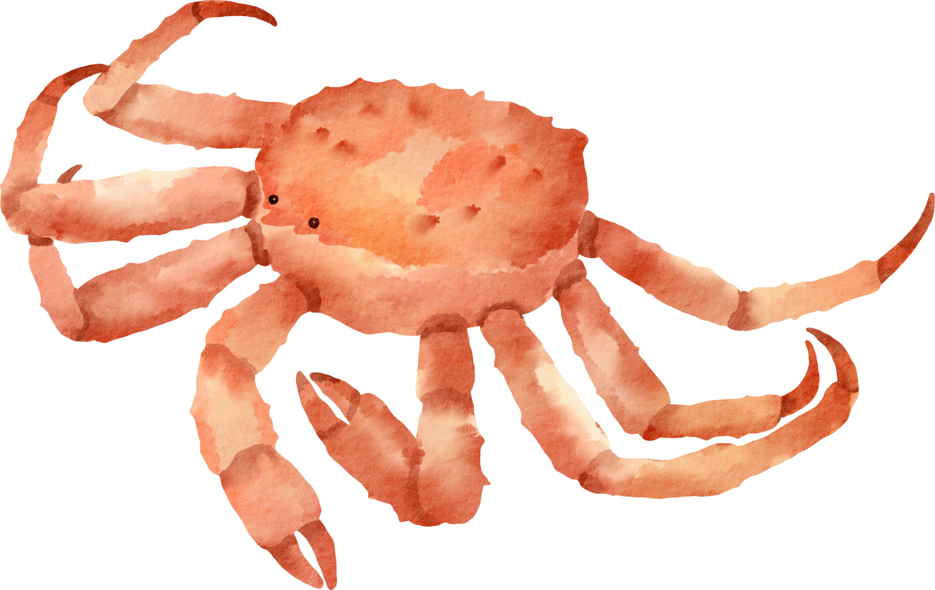 watercolor king crab 16548051 PNG