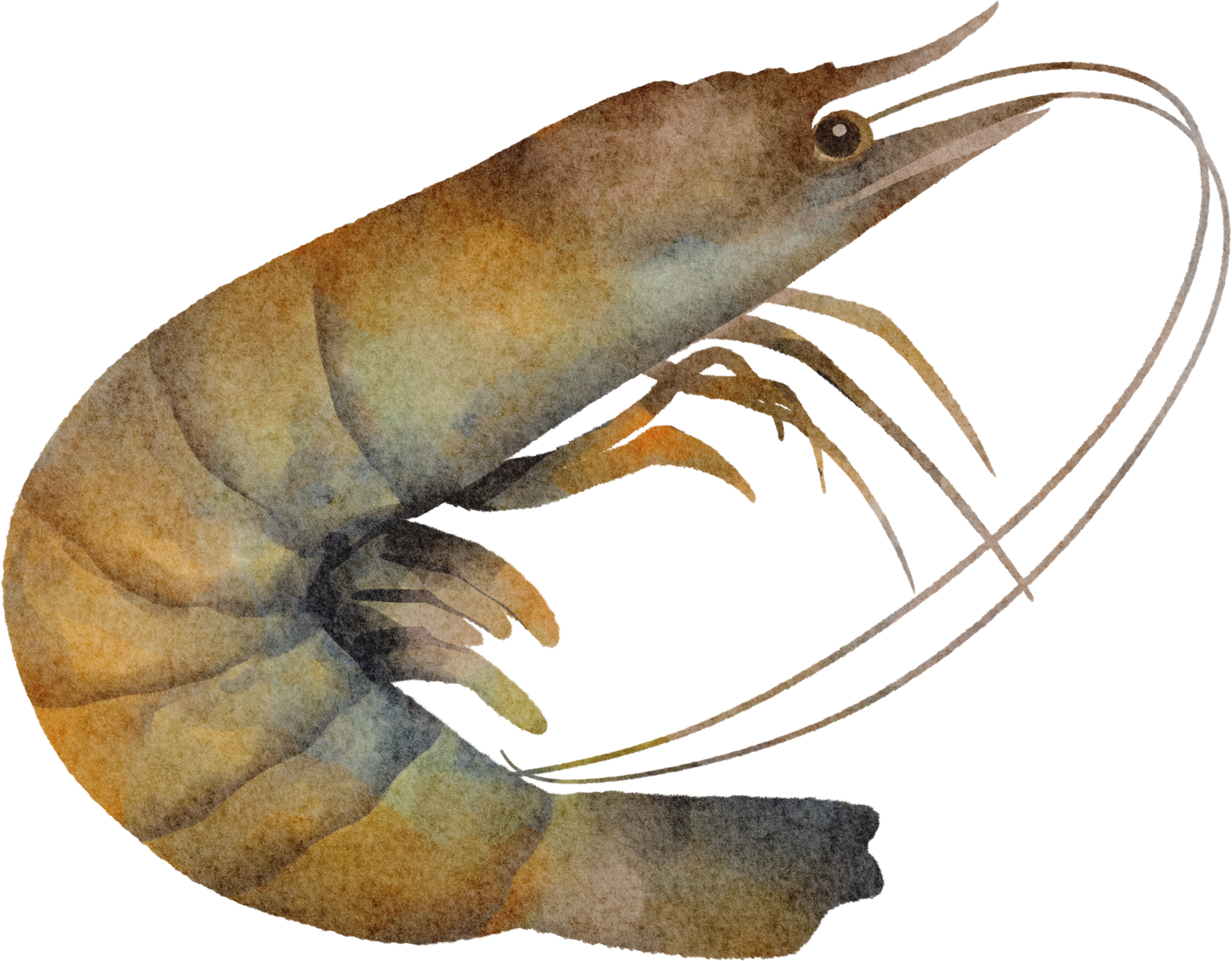 clipart de crevettes aquarelle 16548056 PNG