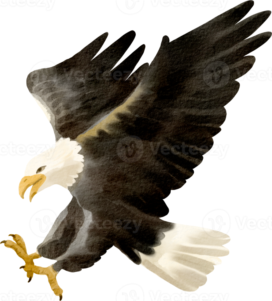 eagle watercolor clip art png