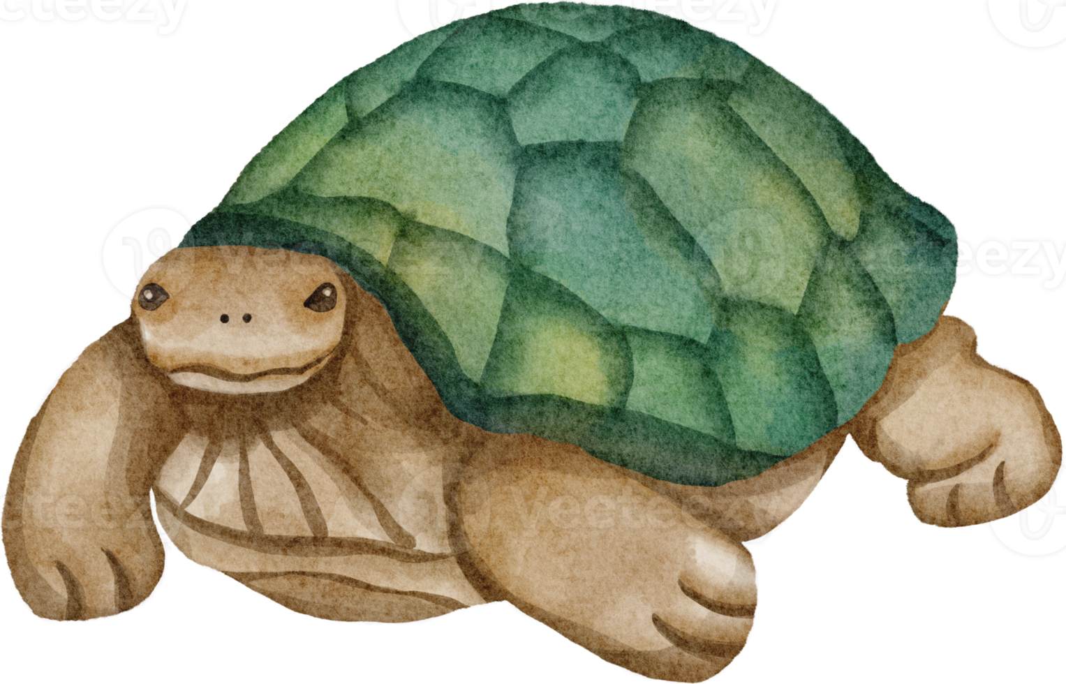 imágenes prediseñadas de tortuga acuarela png