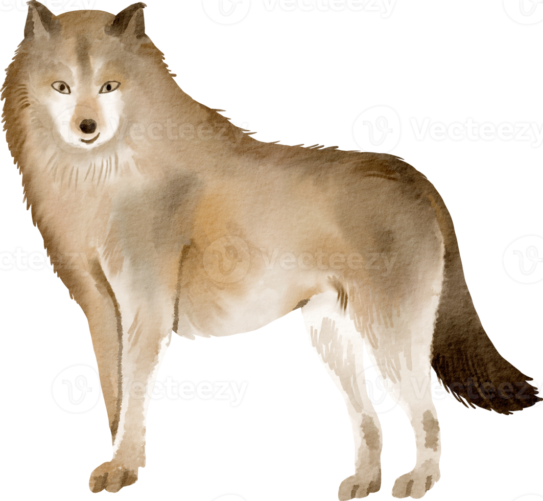 Aquarell Wolf ClipArt png