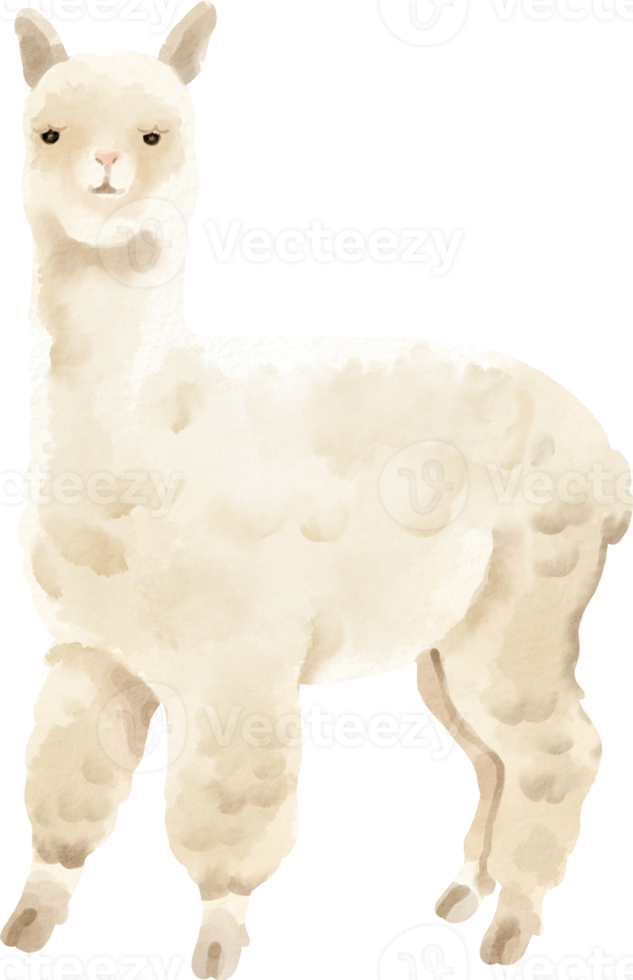 clip art lindo de alpaca acuarela png