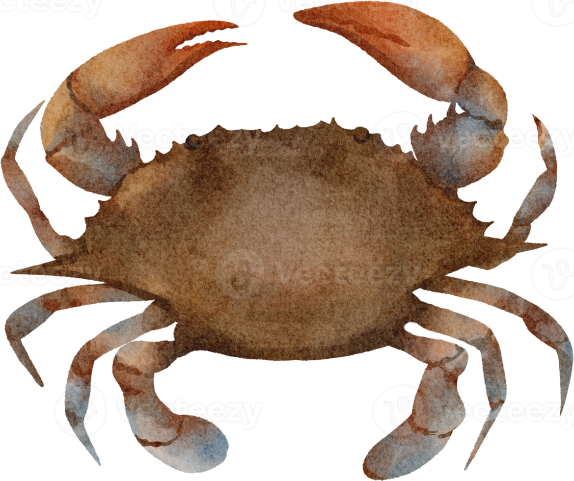 clipart de caranguejo em aquarela png