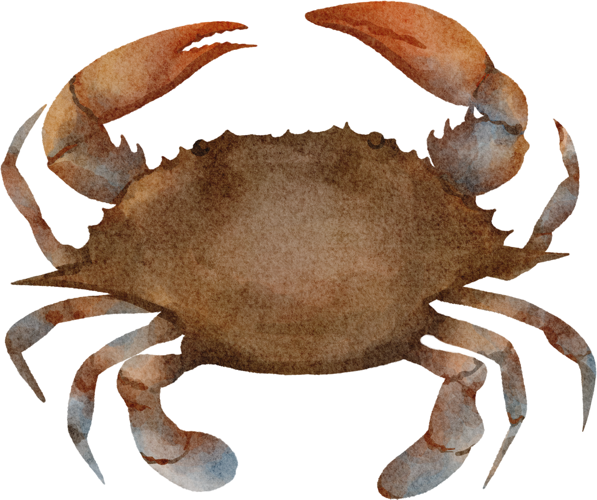 Clipart De Crevettes Aquarelle PNG , Aquarelle, Océan, Mer Image