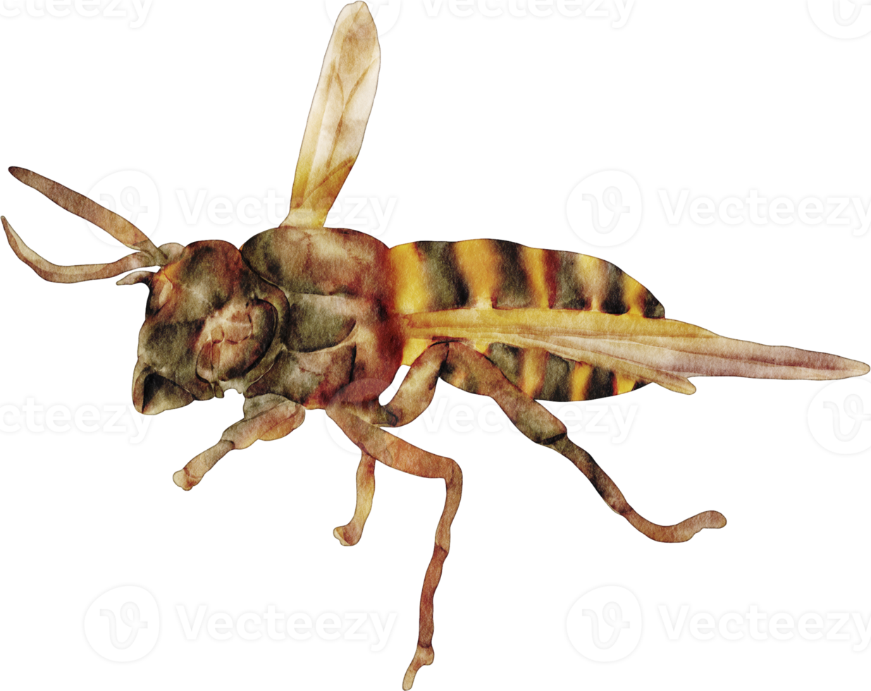 waterverf bij insect png