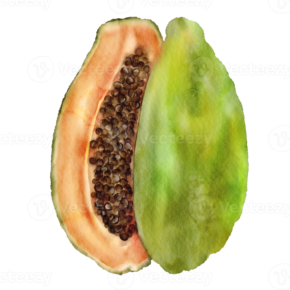 vattenfärg papaya klämma konst element png