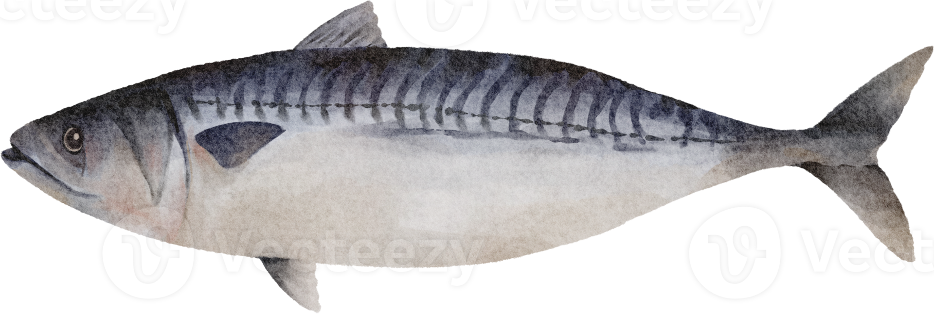 watercolor mackerel clip art png