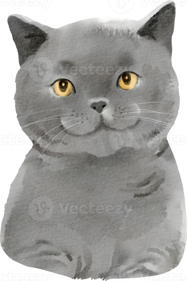 acquerello gatto Britannico capelli corti png