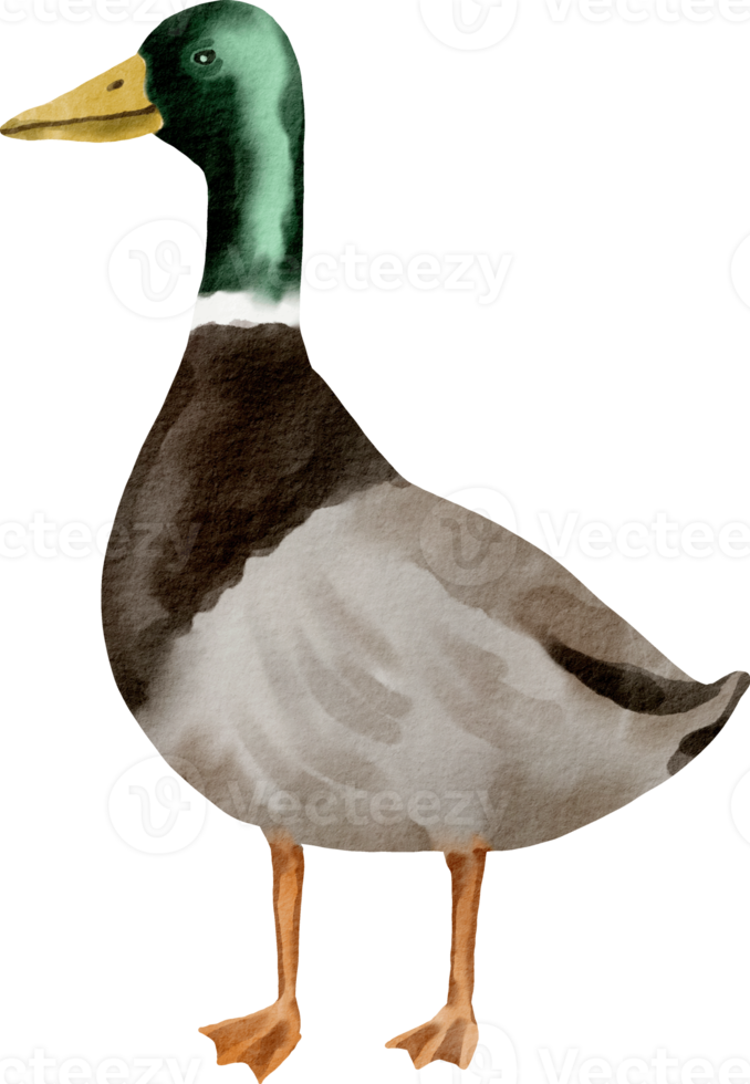 clipart de pato em aquarela png