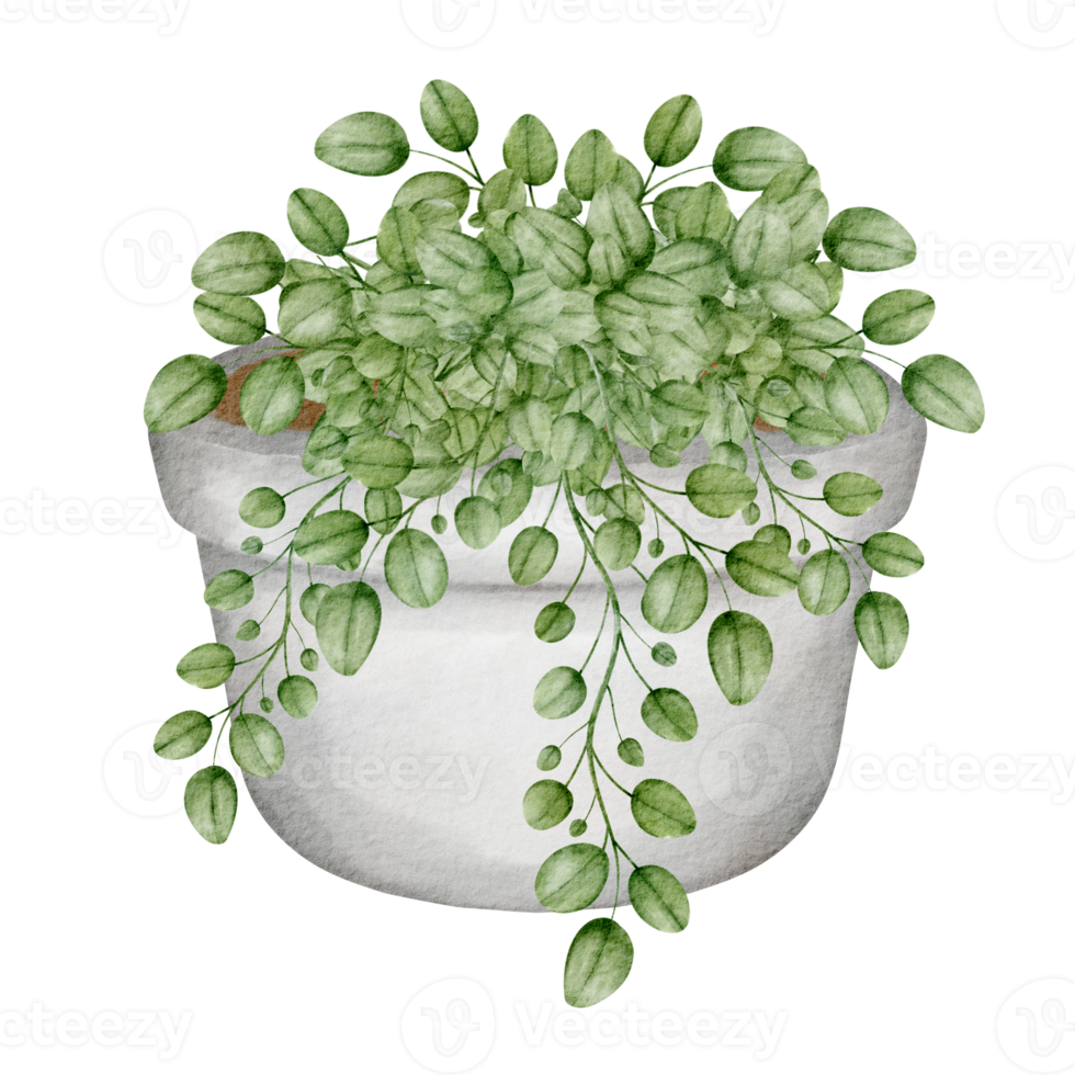 clipart de planta de acuarela png